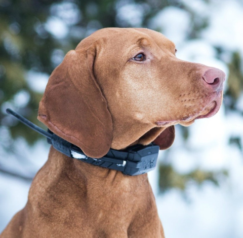 DOGtrace GPS X20 Additional Collar