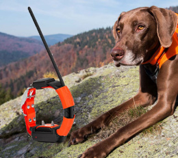 DOGtrace GPS X30 Additional Collar