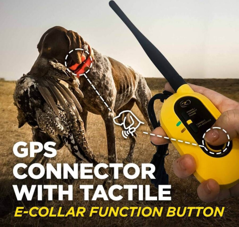 Dogtra Pathfinder 2 z GPS dla dużych ras psów Dogtra Pathfinder 2 z GPS dla dużych ras psów