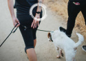 Dogtra HANDSFREE